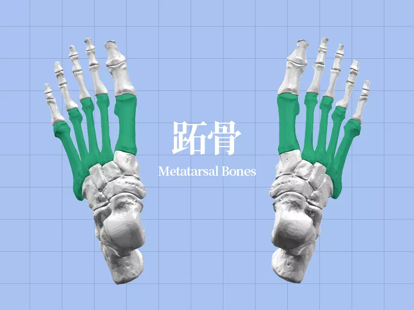 SPI足底壓力分布計(jì)量